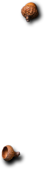 Nimit Palace - Restaurant & Catering HTML Template